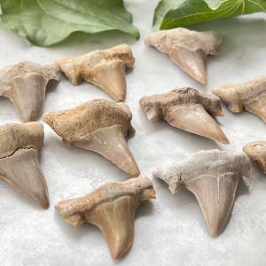 mackerel shark tooth fossil Otodus obliquus species online fossil sales NZ