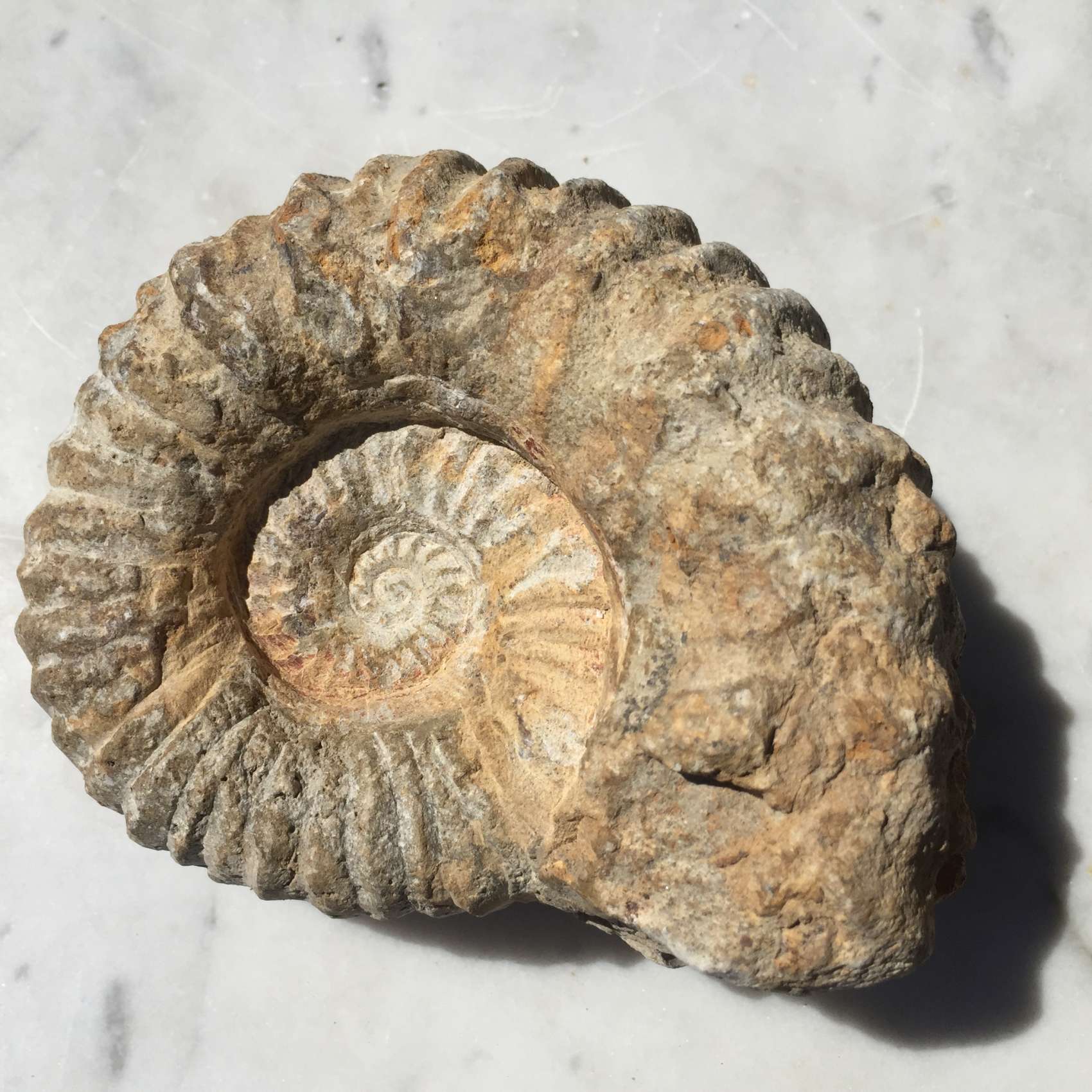 Ammonite