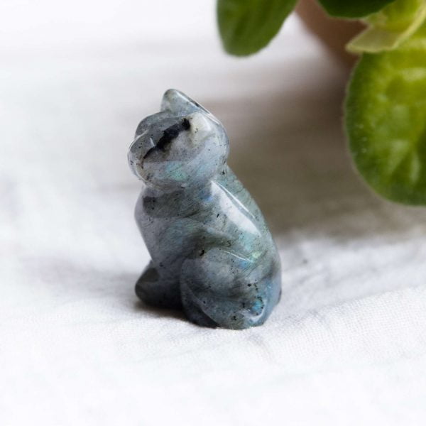 Labradorite cat