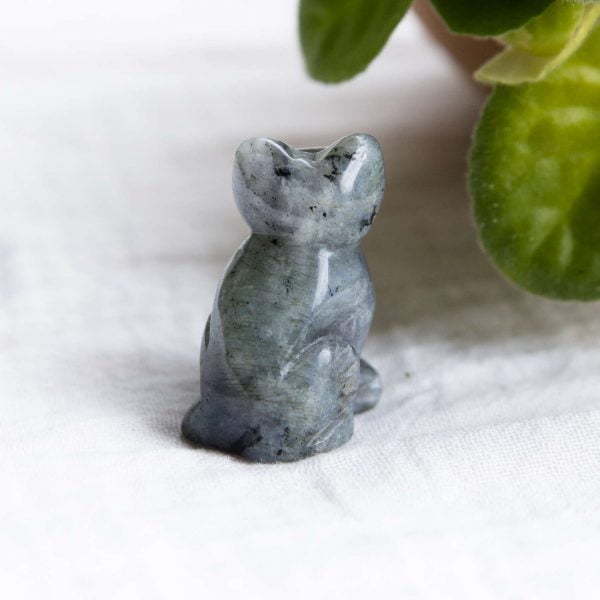 Labradorite cat - Image 4