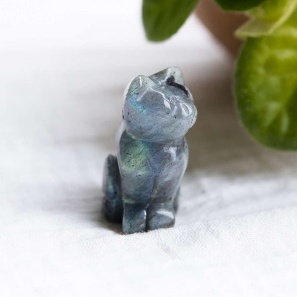 Labradorite cat - Image 3