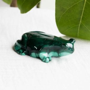 malachite frog