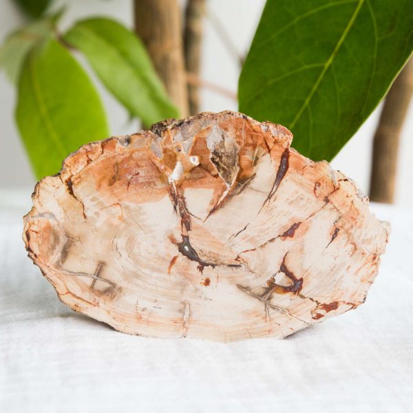 Fossilised wood - Image 2