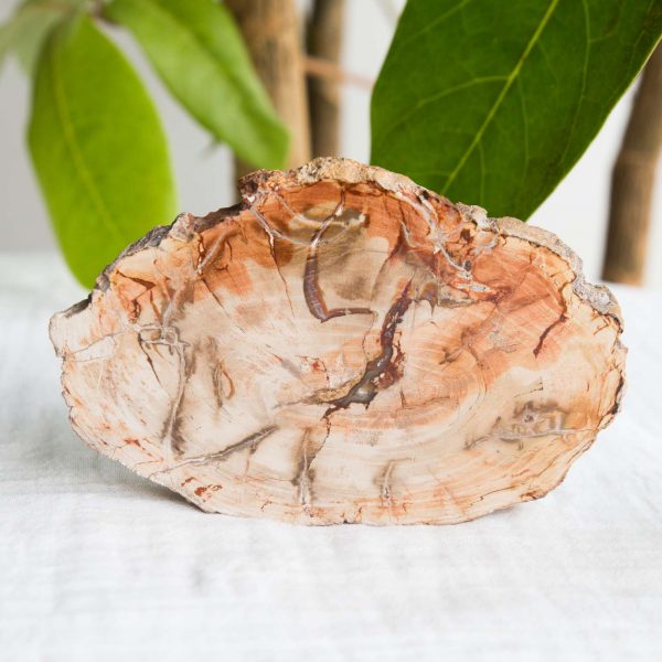 Fossilised wood
