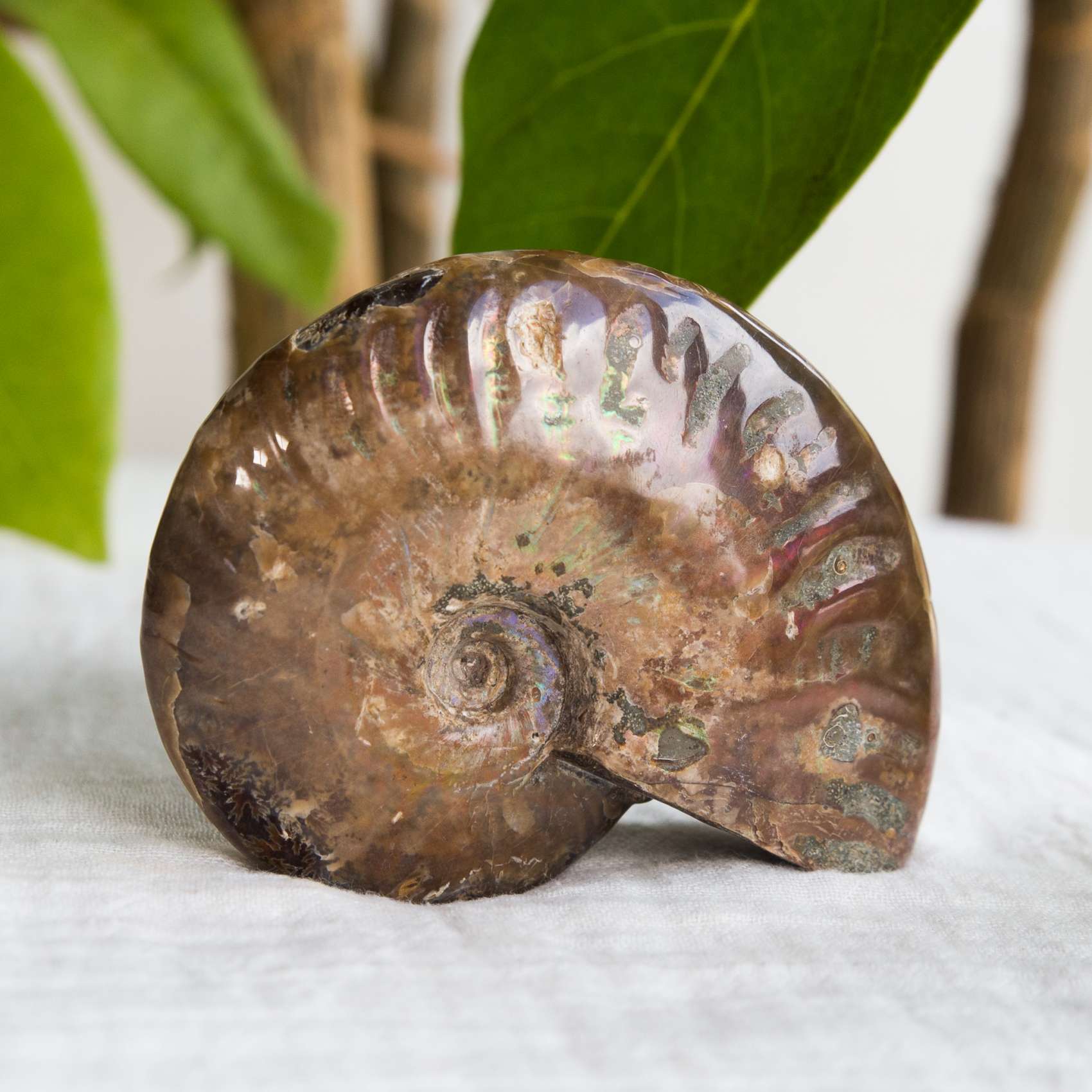 The Hidden Gem - Crystals, minerals, fossils and semi-precious stone 