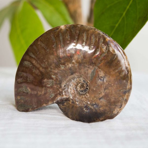 opalised ammonite fossil mid brown, shiny smooth, Atlas mountains