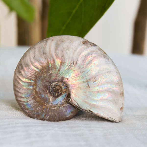 Opalised ammonite
