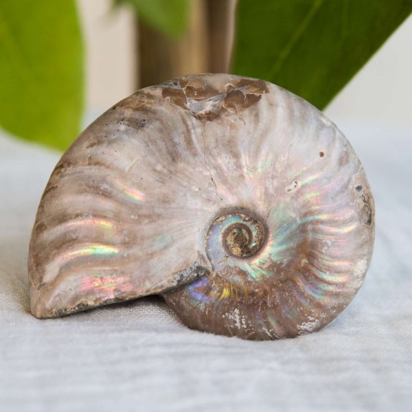Opalised ammonite - Image 2