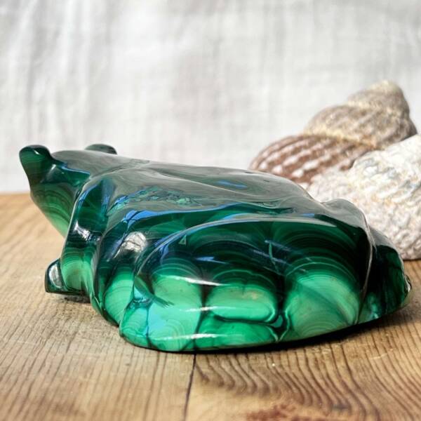 Malachite frog - Image 6
