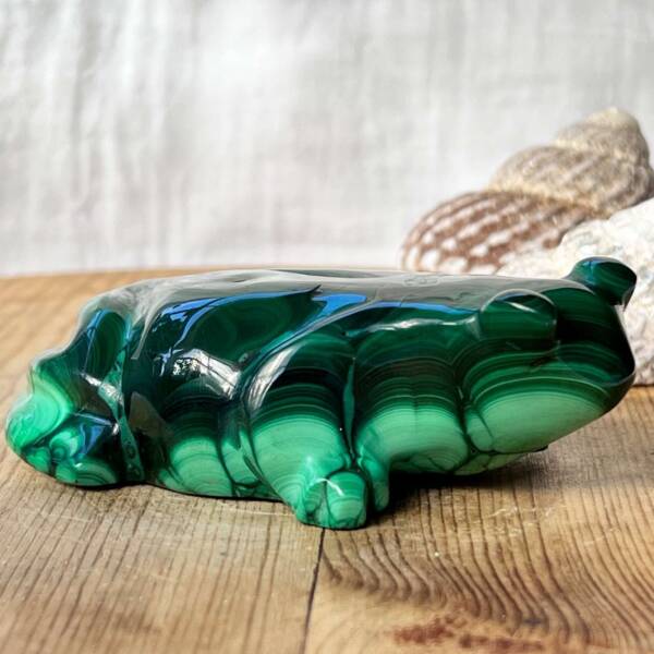 Malachite frog - Image 5