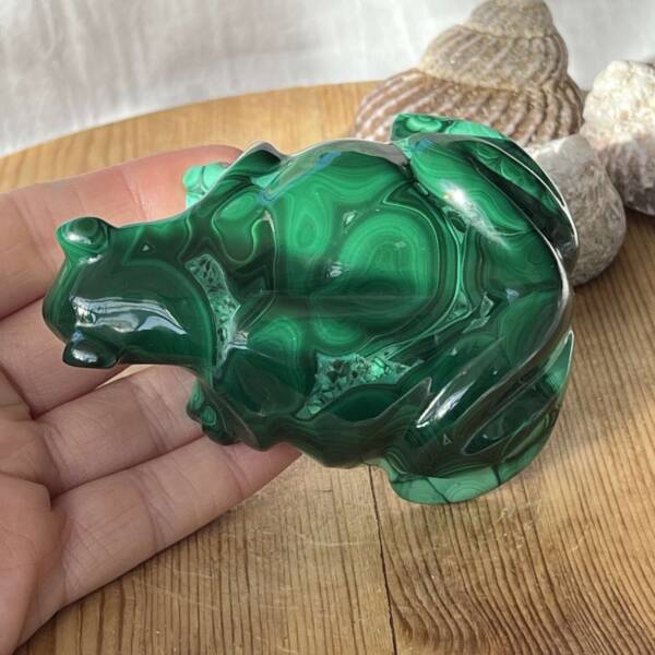 Malachite frog - Image 4