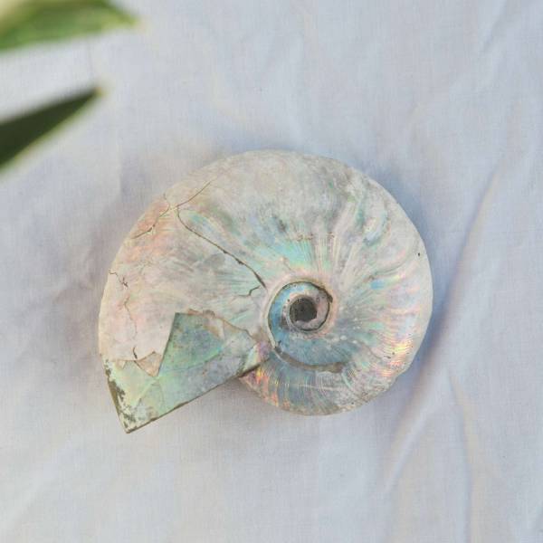 Opalised ammonite