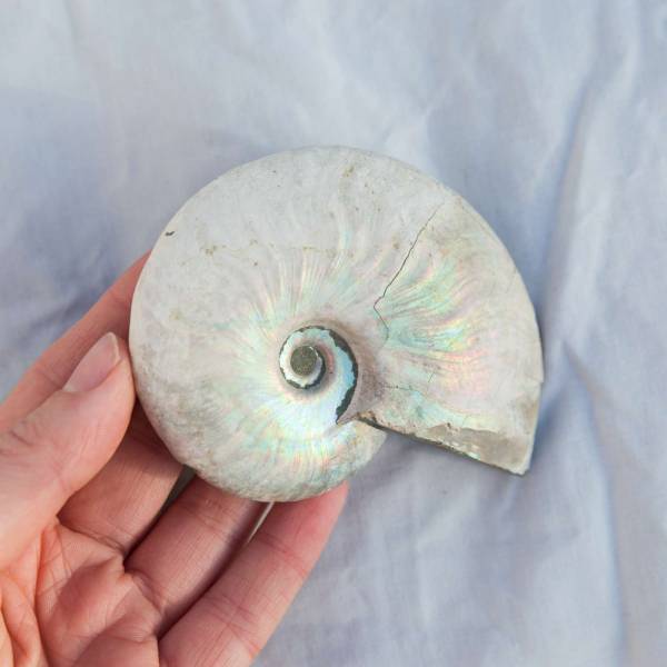 Opalised ammonite - Image 2