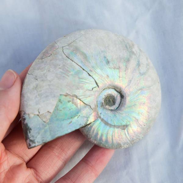 Opalised ammonite - Image 3