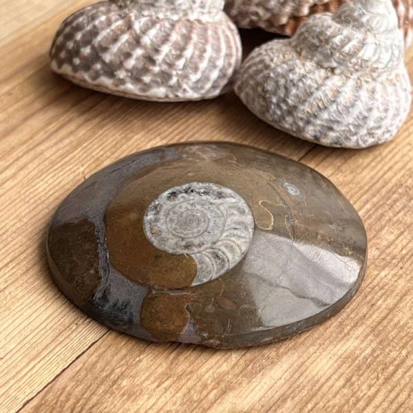 Ammonite