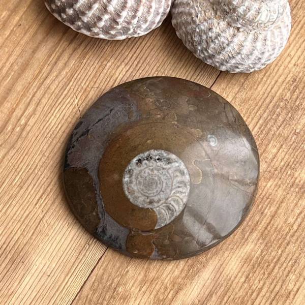 Ammonite - Image 2