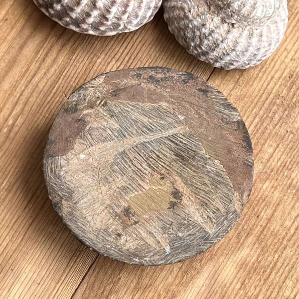 Ammonite - Image 3