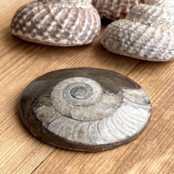 Ammonite