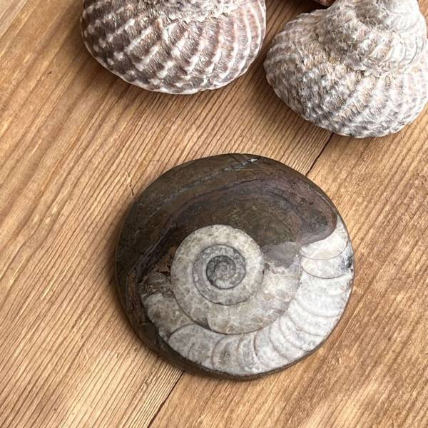 Ammonite - Image 2