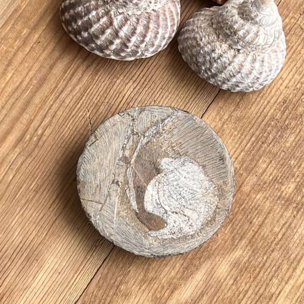 Ammonite - Image 3
