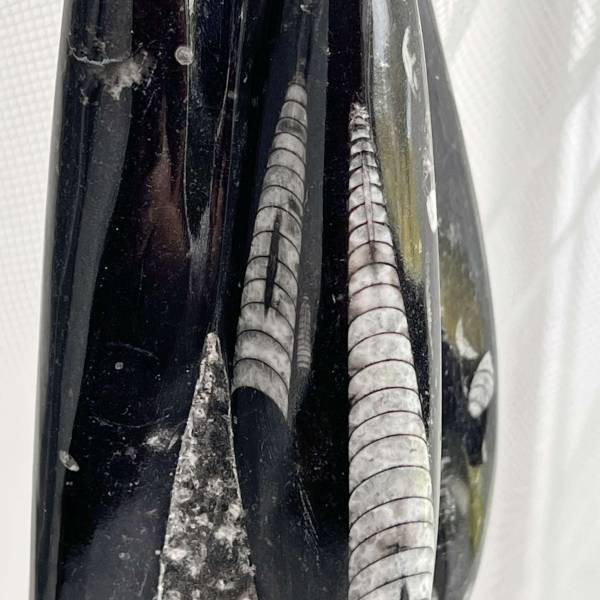 Orthoceras tower - Image 6