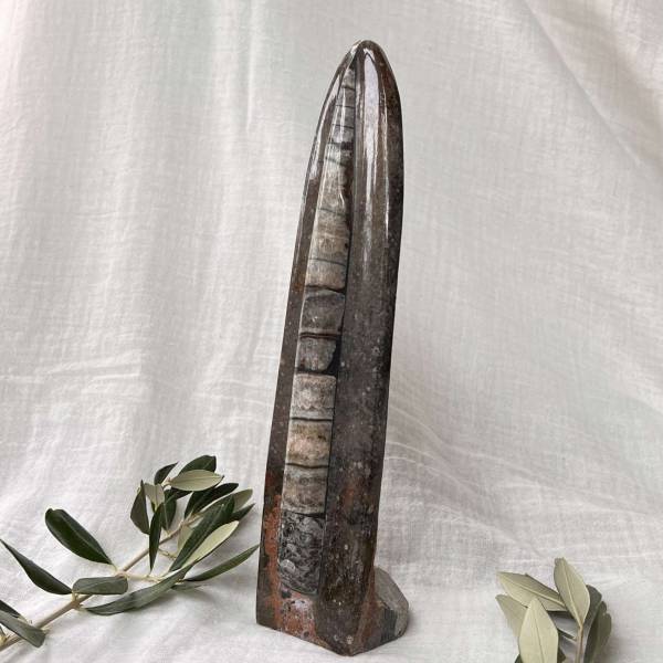 Orthoceras - Image 2
