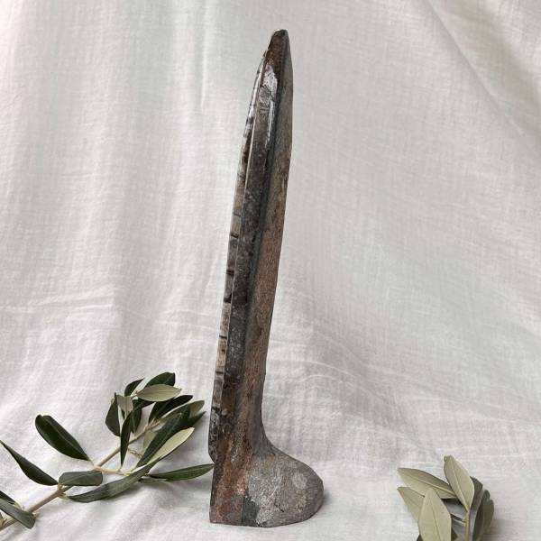 Orthoceras - Image 3