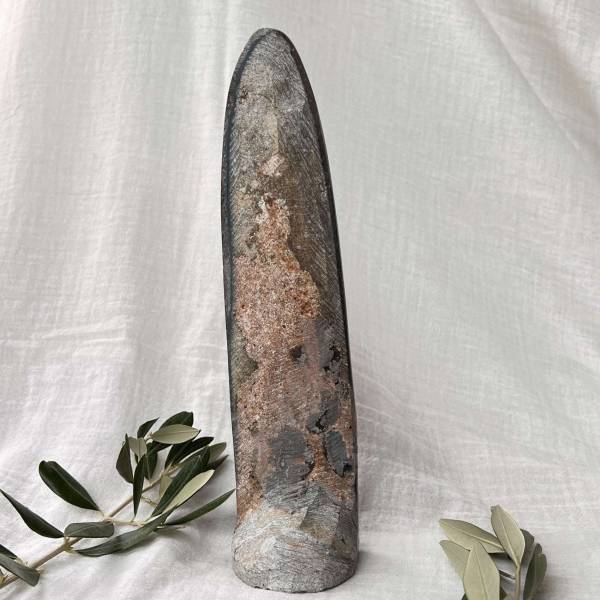 Orthoceras - Image 4