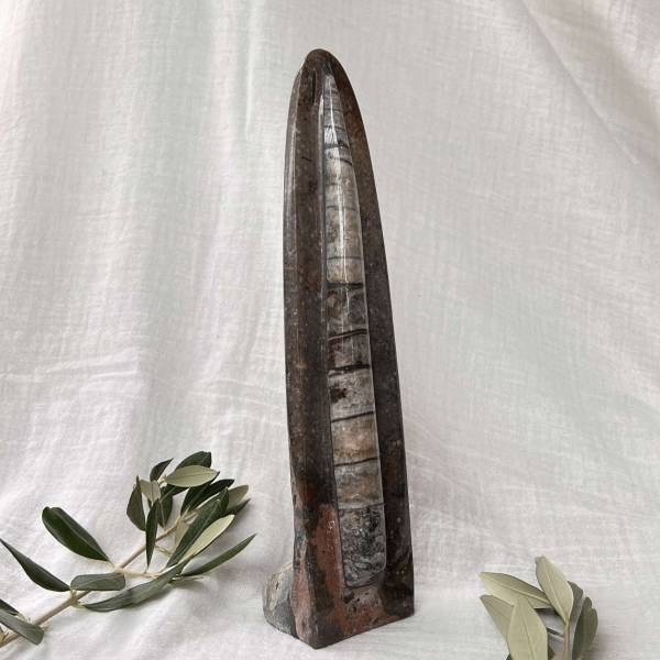 Orthoceras - Image 5