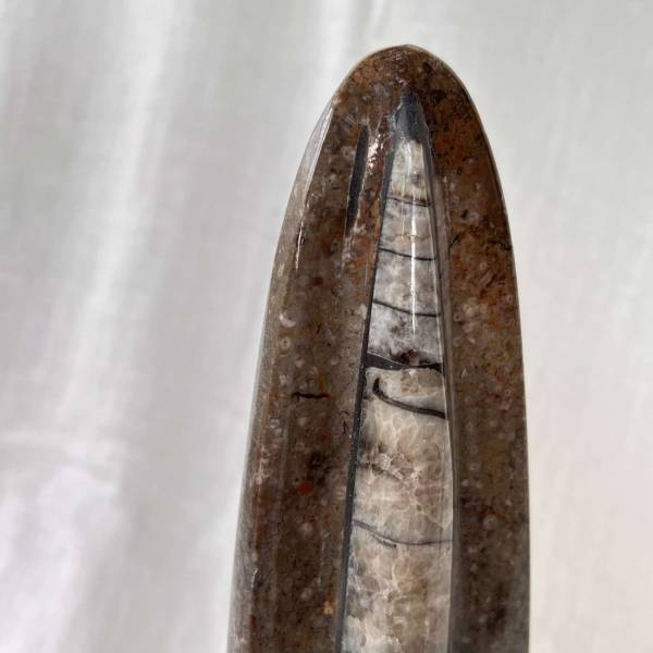 Orthoceras - Image 6