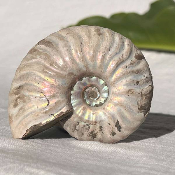 Opalised Ammonite
