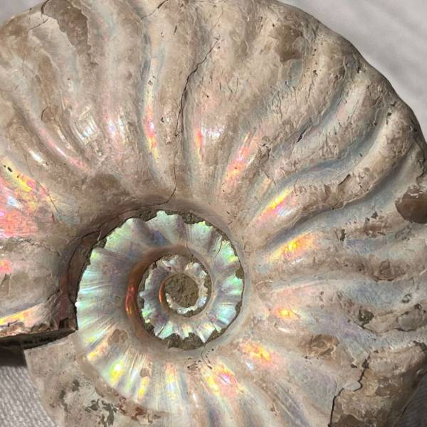 Opalised Ammonite - Image 2