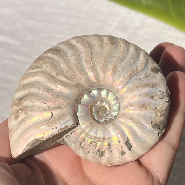 Opalised Ammonite - Image 3