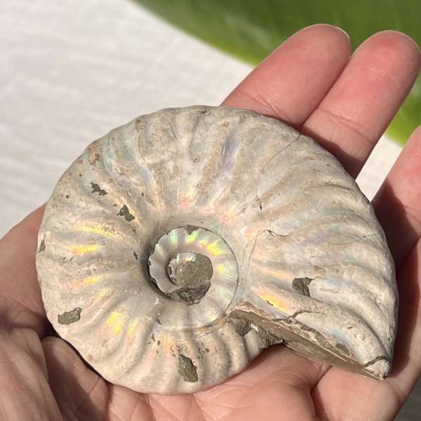 Opalised Ammonite - Image 4