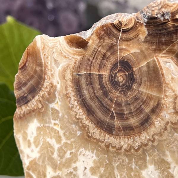 Chocolate calcite - part polished - Image 2
