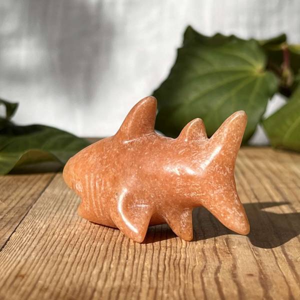 Sunstone shark - Image 5
