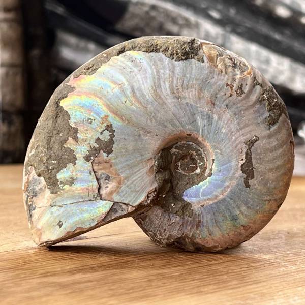 Opalised Ammonite - Image 4