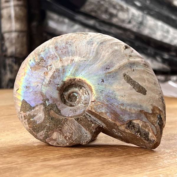 Opalised Ammonite