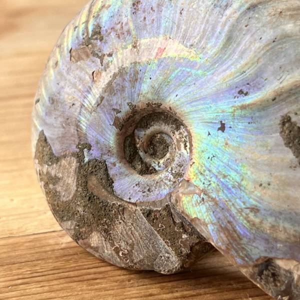 Opalised Ammonite - Image 2