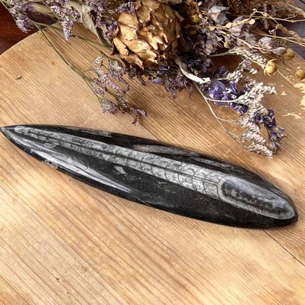 Orthoceras