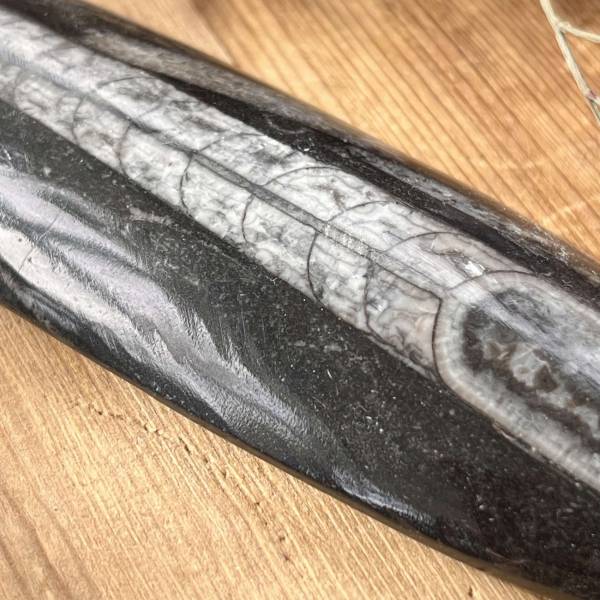 Orthoceras - Image 2