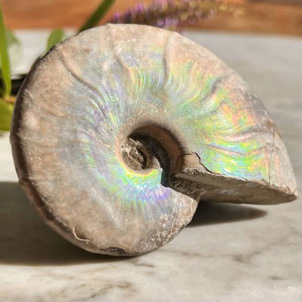 Opalised Ammonite