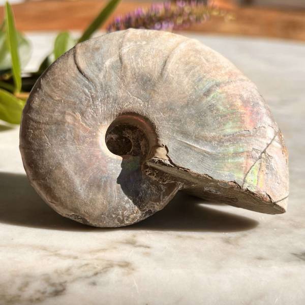 Opalised Ammonite - Image 2