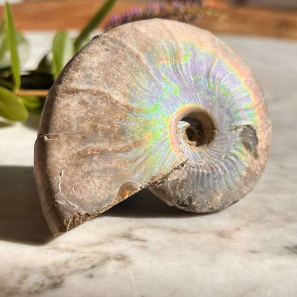 Opalised Ammonite - Image 4