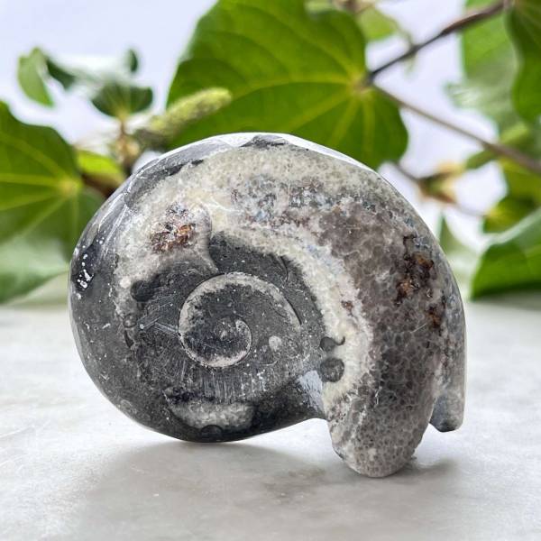 Ammonite