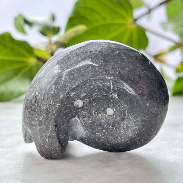 Ammonite - Image 3