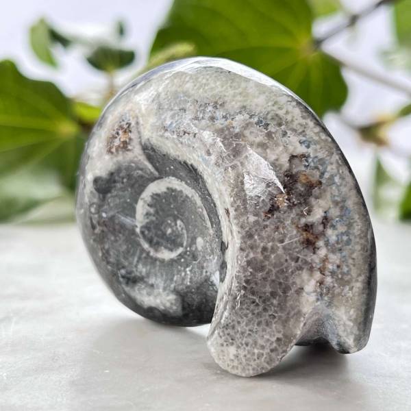 Ammonite - Image 2