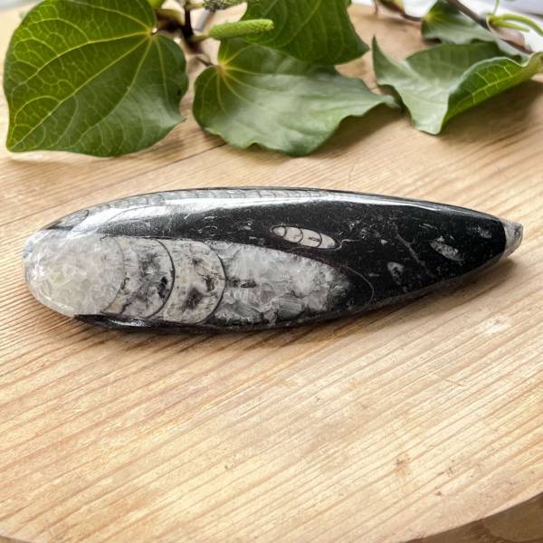 Orthoceras