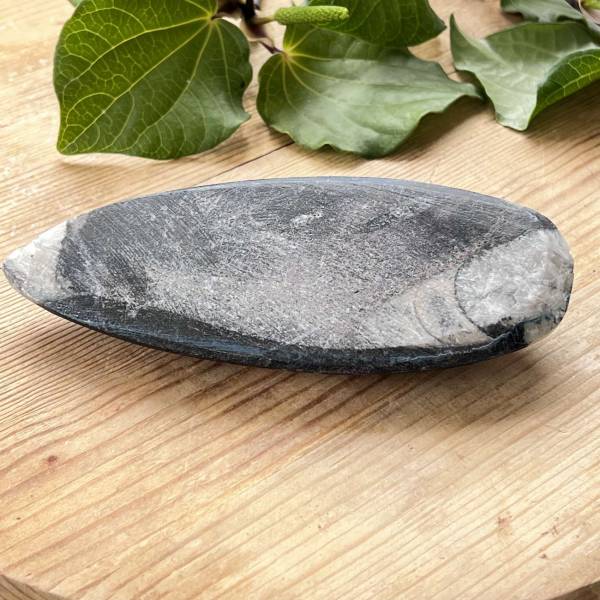 Orthoceras - Image 4
