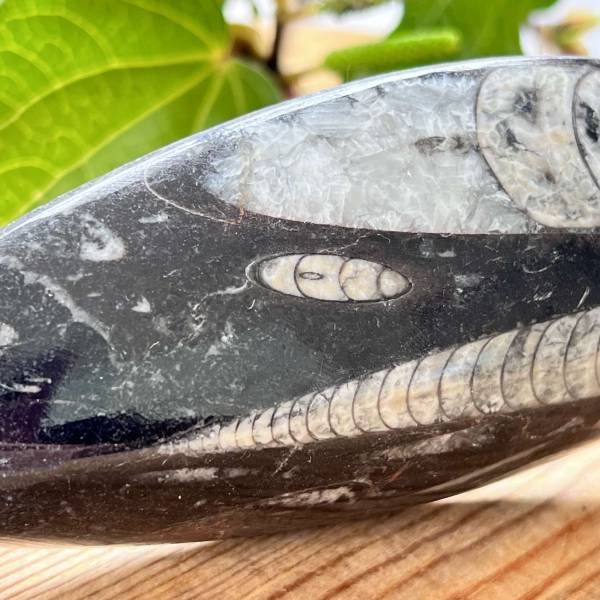Orthoceras - Image 2